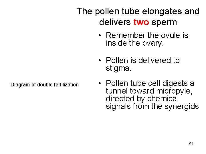 The pollen tube elongates and delivers two sperm • Remember the ovule is inside