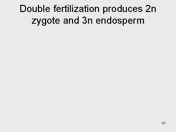 Double fertilization produces 2 n zygote and 3 n endosperm 93 