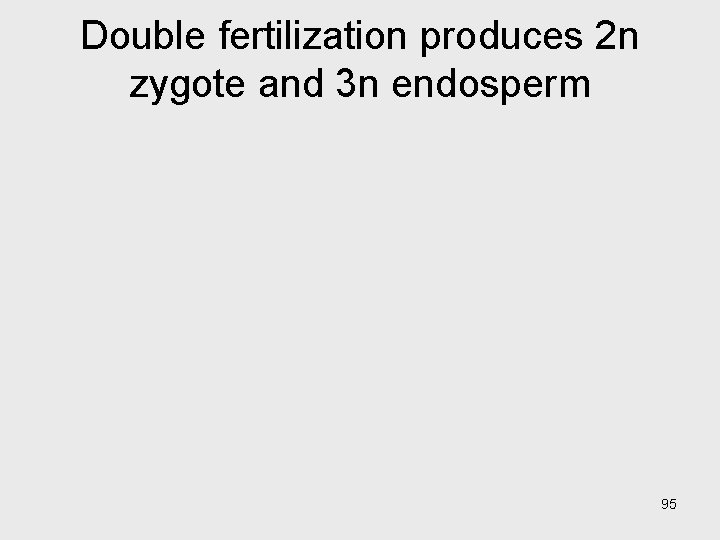 Double fertilization produces 2 n zygote and 3 n endosperm 95 