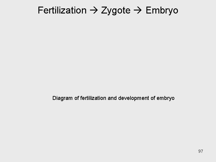 Fertilization Zygote Embryo Diagram of fertilization and development of embryo 97 