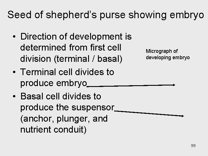 Seed of shepherd’s purse showing embryo • Direction of development is determined from first
