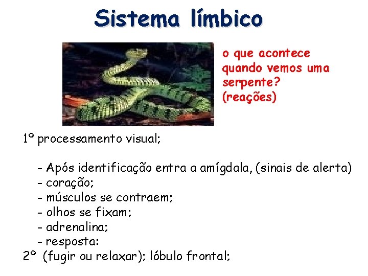 Sistema límbico o que acontece quando vemos uma serpente? (reações) 1º processamento visual; -