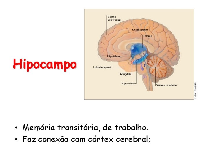 Hipocampo • Memória transitória, de trabalho. • Faz conexão com córtex cerebral; 