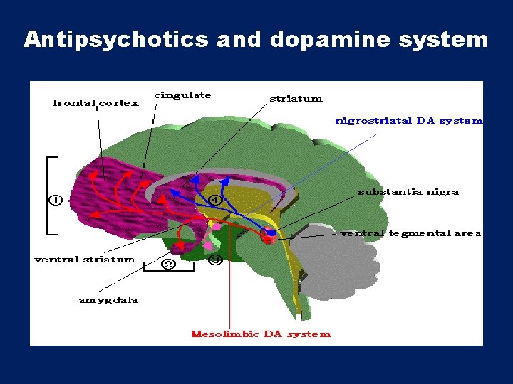 Antipsychotics and dopamine system 