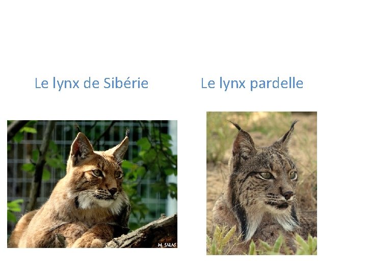 Le lynx de Sibérie Le lynx pardelle 