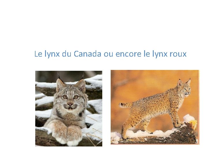 Le lynx du Canada ou encore le lynx roux 