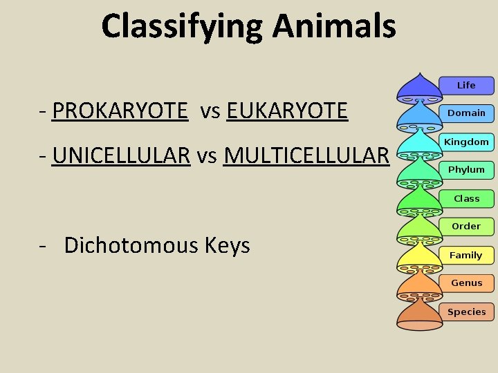 Classifying Animals - PROKARYOTE vs EUKARYOTE - UNICELLULAR vs MULTICELLULAR - Dichotomous Keys 