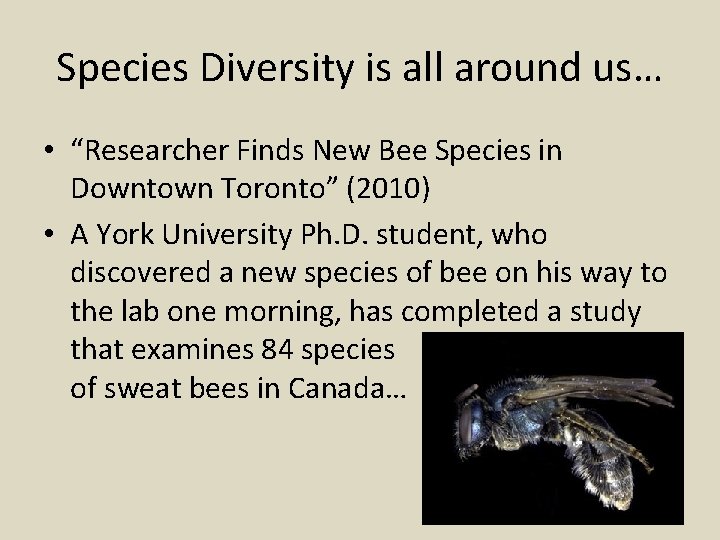 Species Diversity is all around us… • “Researcher Finds New Bee Species in Downtown