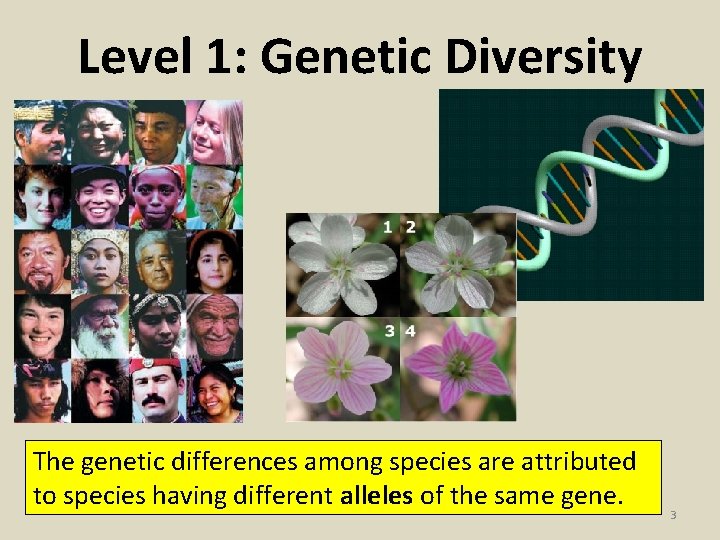 Level 1: Genetic Diversity The genetic differences among species are attributed to species having