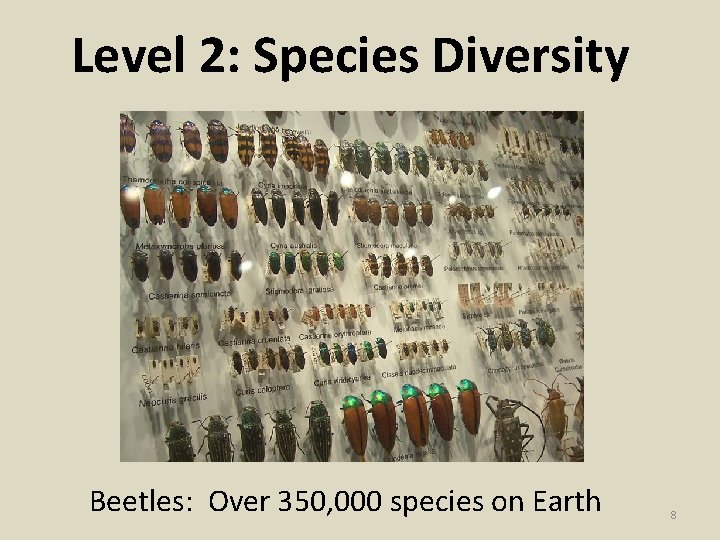 Level 2: Species Diversity Beetles: Over 350, 000 species on Earth 8 