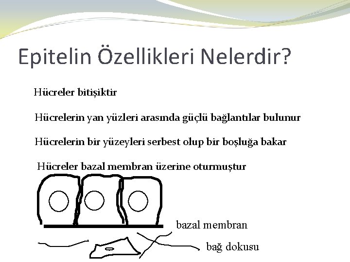 Epitelin Özellikleri Nelerdir? Hücreler bitişiktir Hücrelerin yan yüzleri arasında güçlü bağlantılar bulunur Hücrelerin bir