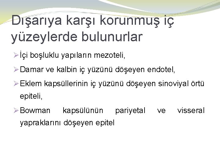 Dışarıya karşı korunmuş iç yüzeylerde bulunurlar Ø İçi boşluklu yapıların mezoteli, Ø Damar ve