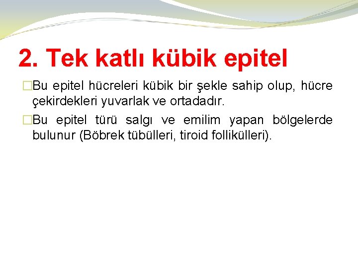 2. Tek katlı kübik epitel �Bu epitel hücreleri kübik bir şekle sahip olup, hücre