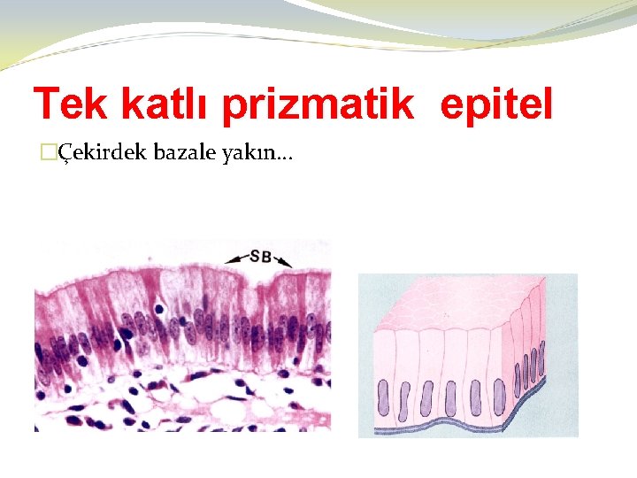 Tek katlı prizmatik epitel �Çekirdek bazale yakın… 