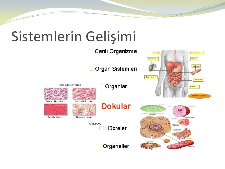 Sistemlerin Gelişimi � Canlı Organizma � Organ Sistemleri � Organlar �Dokular � Hücreler �