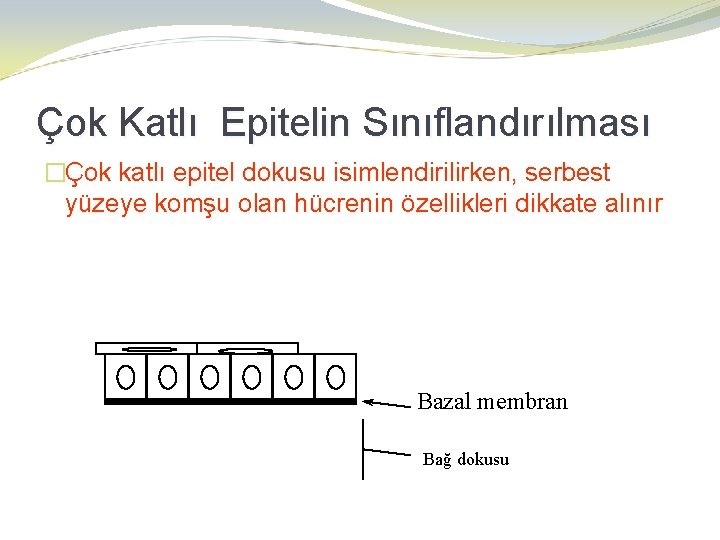 Çok Katlı Epitelin Sınıflandırılması �Çok katlı epitel dokusu isimlendirilirken, serbest yüzeye komşu olan hücrenin