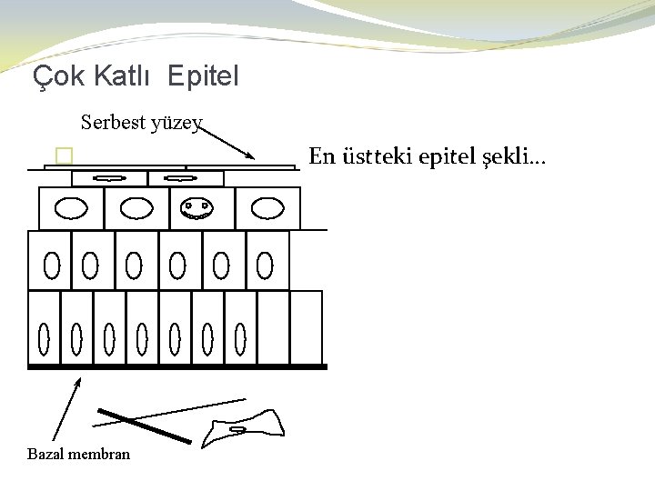 Çok Katlı Epitel Serbest yüzey � Bazal membran En üstteki epitel şekli… 