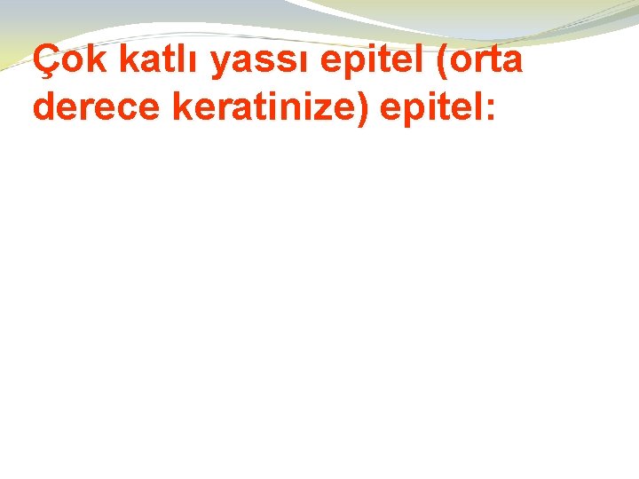 Çok katlı yassı epitel (orta derece keratinize) epitel: epitel 