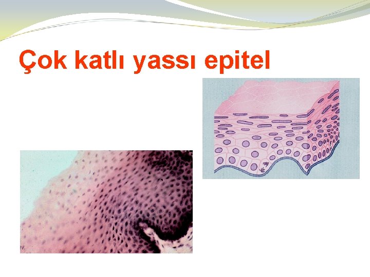 Çok katlı yassı epitel 