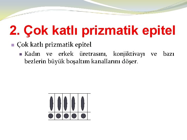 2. Çok katlı prizmatik epitel n Kadın ve erkek üretrasını, konjiktivayı ve bazı bezlerin