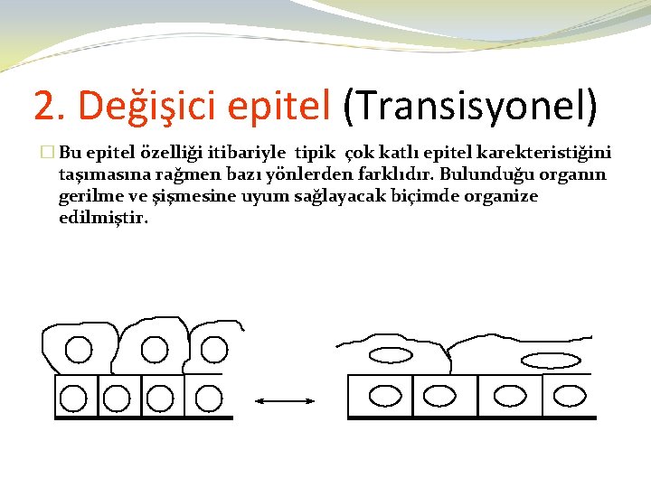 2. Değişici epitel (Transisyonel) � Bu epitel özelliği itibariyle tipik çok katlı epitel karekteristiğini