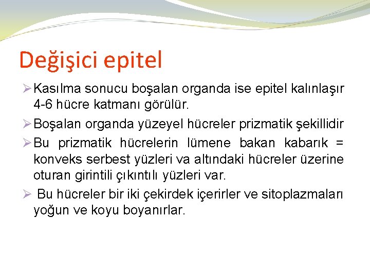 Değişici epitel Ø Kasılma sonucu boşalan organda ise epitel kalınlaşır 4 -6 hücre katmanı