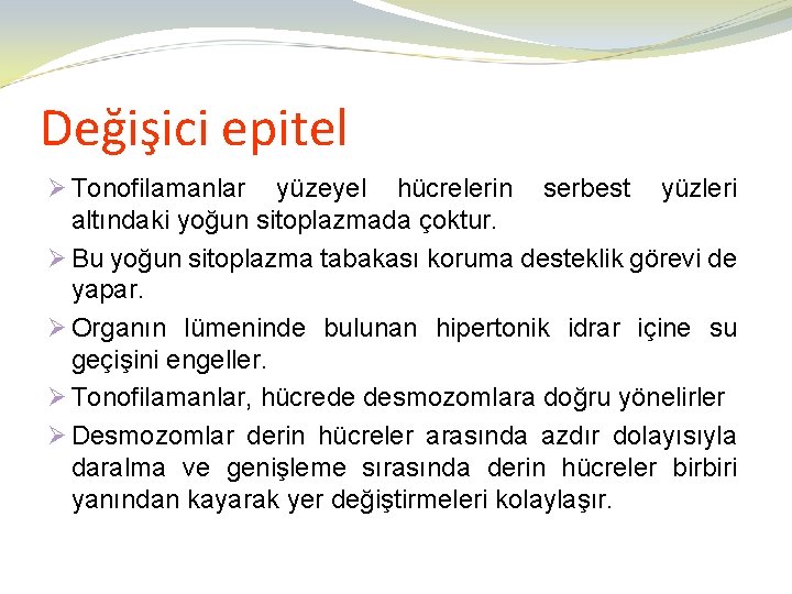 Değişici epitel Ø Tonofilamanlar yüzeyel hücrelerin serbest yüzleri altındaki yoğun sitoplazmada çoktur. Ø Bu