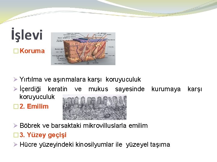 İşlevi �Koruma Ø Yırtılma ve aşınmalara karşı koruyuculuk Ø İçerdiği keratin ve mukus sayesinde