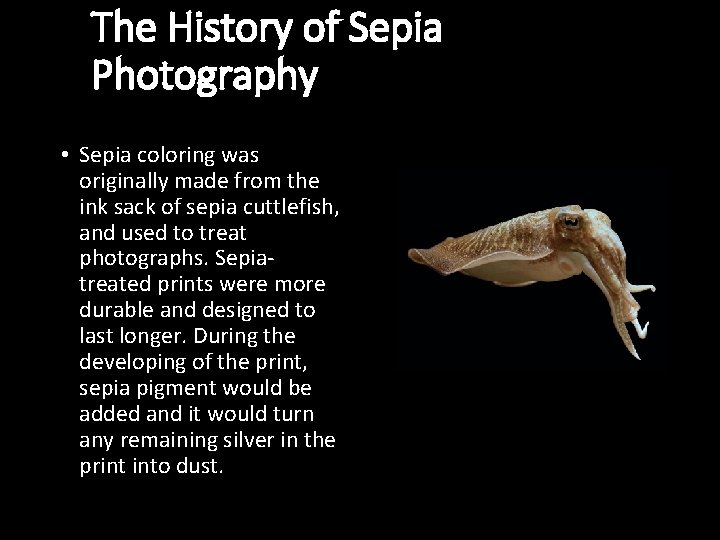 The History of Sepia Photography • Sepia coloring was originally made from the ink