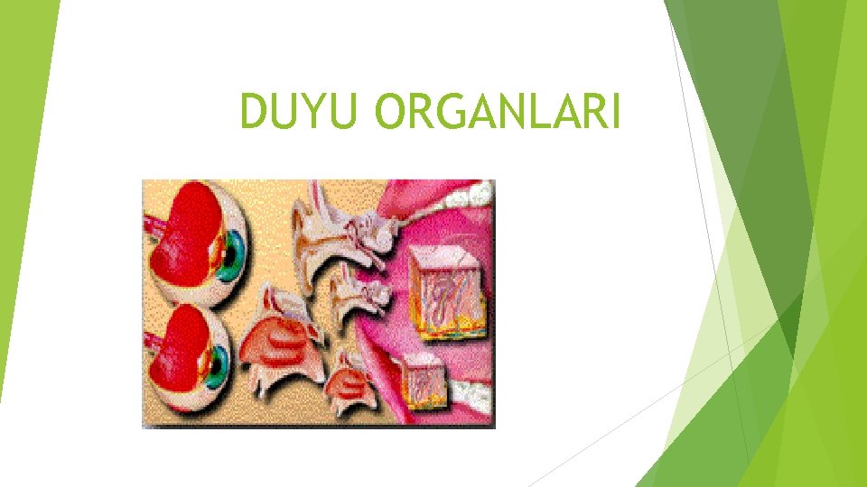 DUYU ORGANLARI 