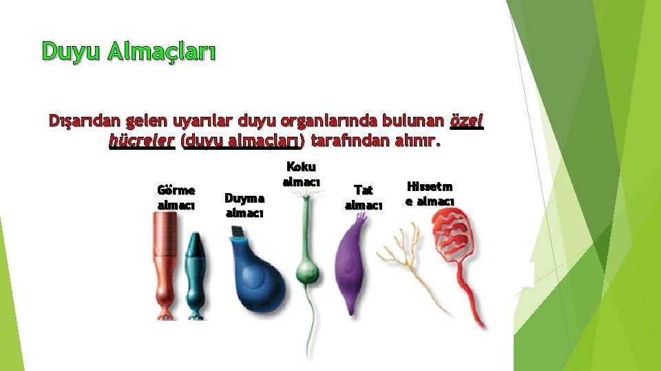Duyu Almaçları Dışarıdan gelen uyarılar duyu organlarında bulunan özel hücreler (duyu almaçları) tarafından alınır.