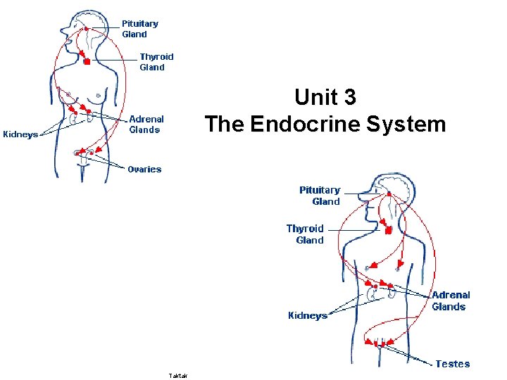 Unit 3 The Endocrine System Taktak 
