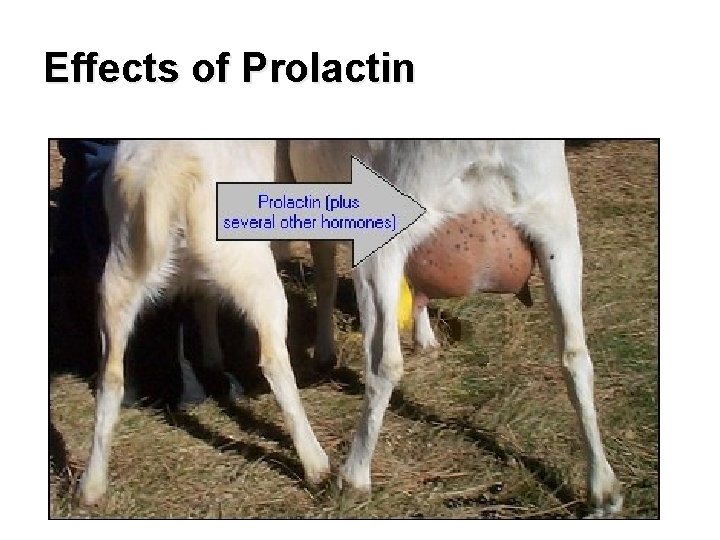 Effects of Prolactin 