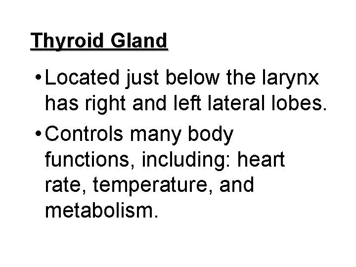 Thyroid Gland • Located just below the larynx has right and left lateral lobes.