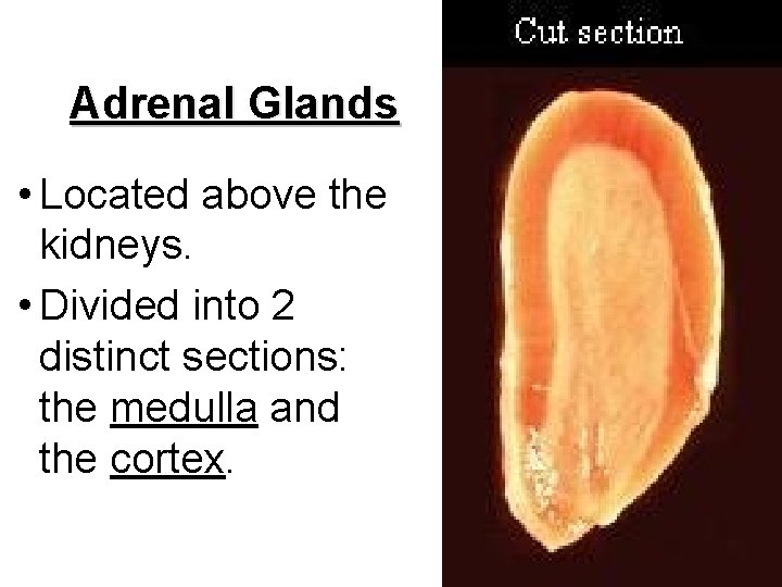 Adrenal Glands • Located above the kidneys. • Divided into 2 distinct sections: the