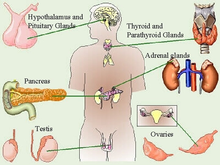 Hypothalamus and Pituitary Glands Thyroid and Parathyroid Glands Adrenal glands Pancreas Testis Ovaries 