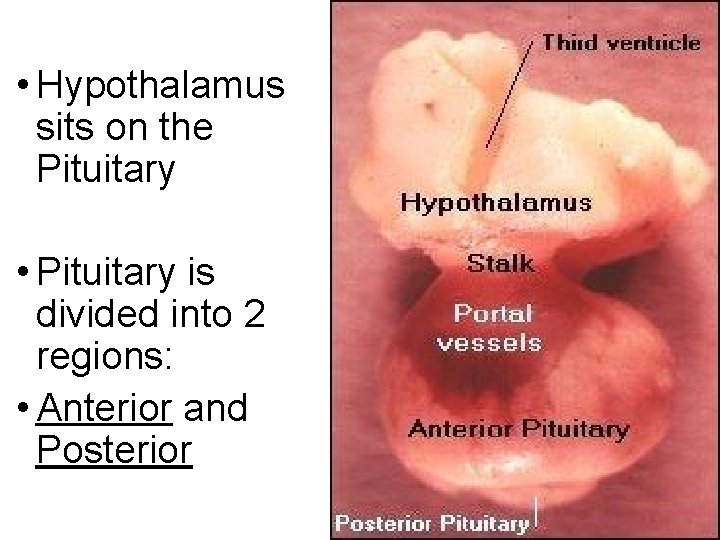  • Hypothalamus sits on the Pituitary • Pituitary is divided into 2 regions: