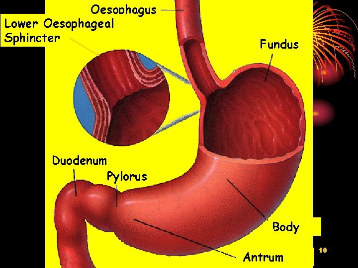 Oesophagus Lower Oesophageal Sphincter Fundus Duodenum Pylorus Body Antrum 10 