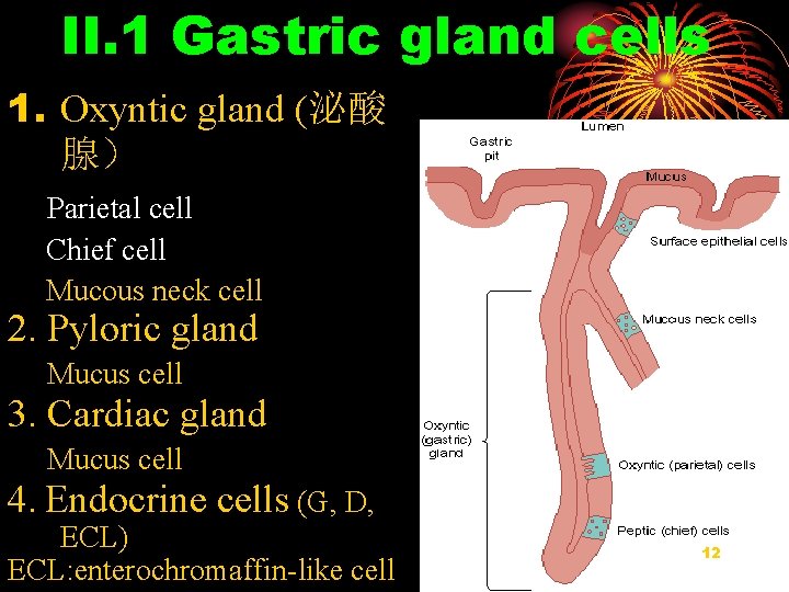 II. 1 Gastric gland cells 1. Oxyntic gland (泌酸 腺） Parietal cell Chief cell