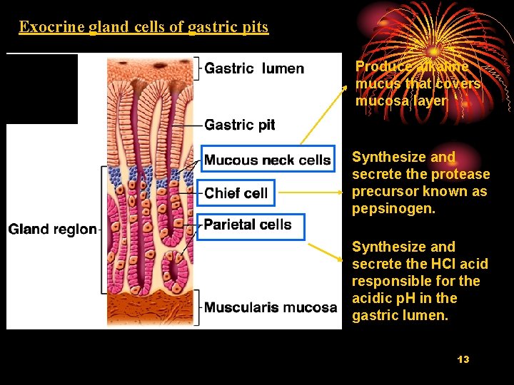 Exocrine gland cells of gastric pits Produce alkaline mucus that covers mucosa layer Synthesize