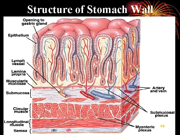 Structure of Stomach Wall 14 