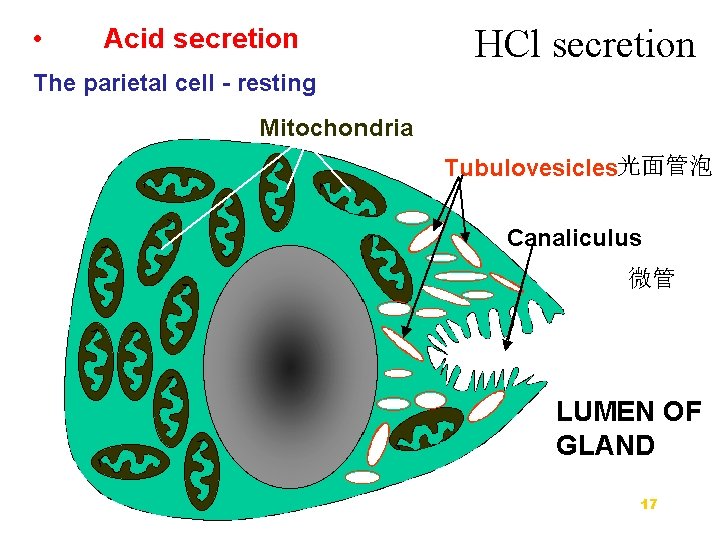HCl secretion 光面管泡 微管 17 