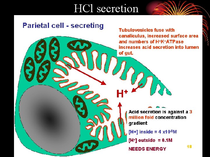 HCl secretion 18 