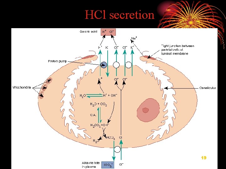 HCl secretion 19 