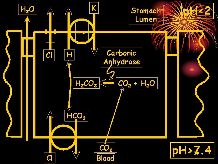 K H 2 O Stomach Lumen ~ Cl p. H<2 Carbonic Anhydrase H H