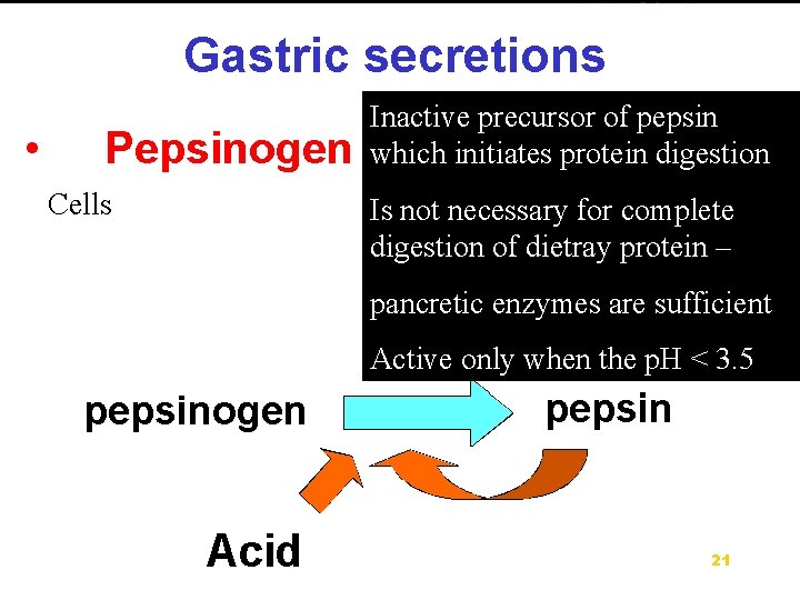 Inactive precursor of pepsin which initiates protein digestion Cells Is not necessary for complete