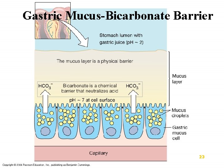 Gastric Mucus-Bicarbonate Barrier 23 