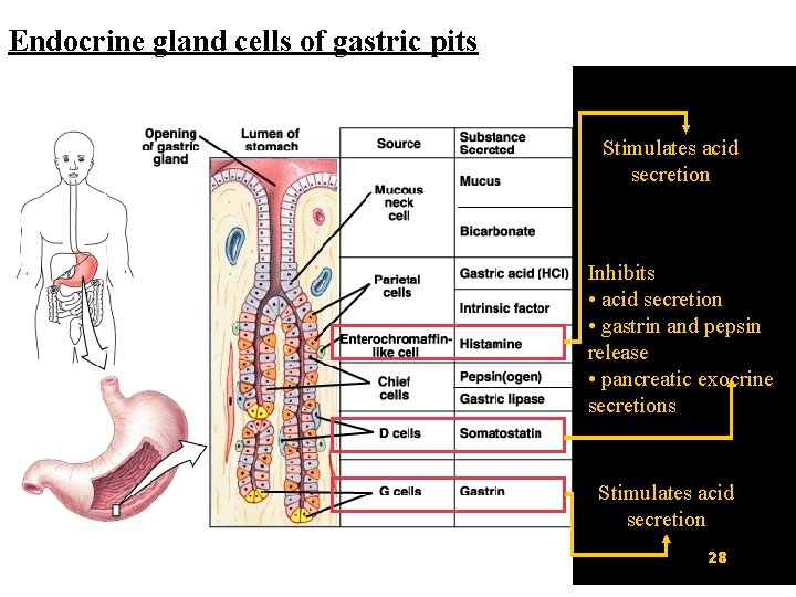 Endocrine gland cells of gastric pits Stimulates acid secretion Inhibits • acid secretion •