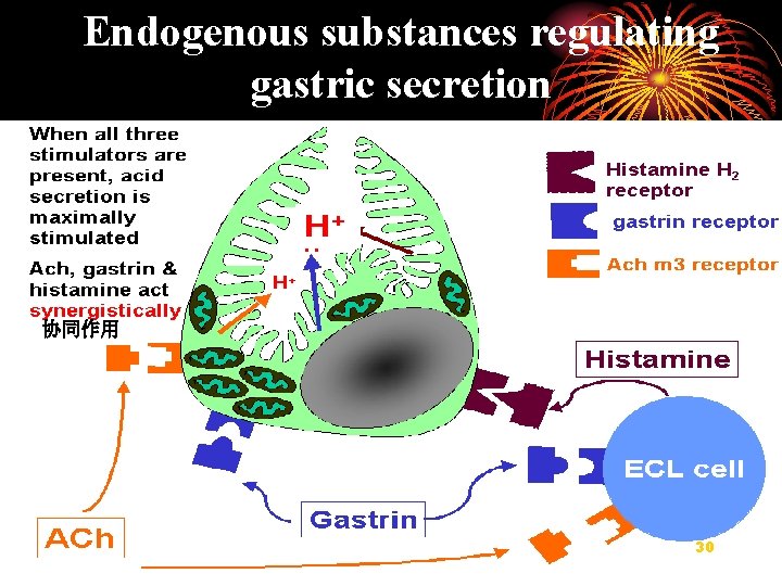 Endogenous substances regulating gastric secretion 协同作用 30 