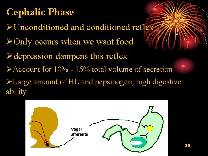 Cephalic Phase ØUnconditioned and conditioned reflex ØOnly occurs when we want food Ødepression dampens